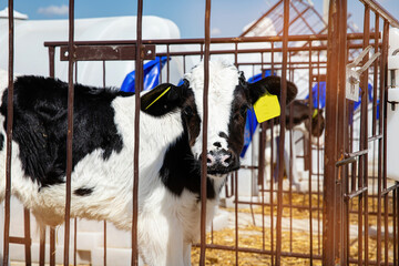 Young bulls and cows in the calf house on the farm in summer.