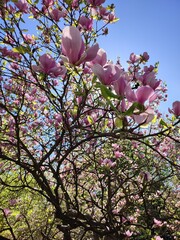 
Magnolia tree blooming with pink flowers in spring with good weather in the garden