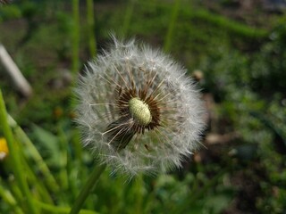 the fluffy dandelion close-up