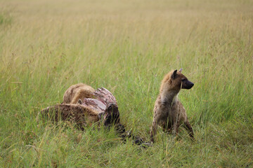spotted hyena cub