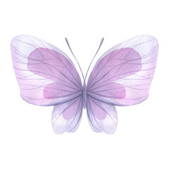 Purple butterfly. Hand-drawn watercolor illustration. Isolated object on a white background for decoration and design