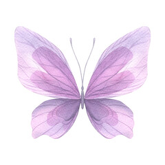 Purple butterfly. Hand-drawn watercolor illustration. Isolated object on a white background for decoration and design