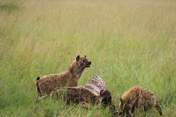 cheetah in serengeti