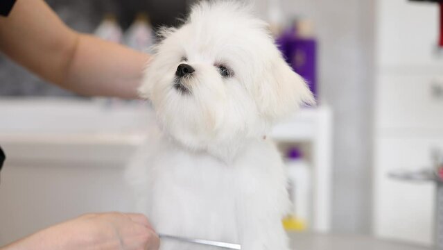 Cute white Maltese dog in a beauty salon for dogs on grooming procedures.