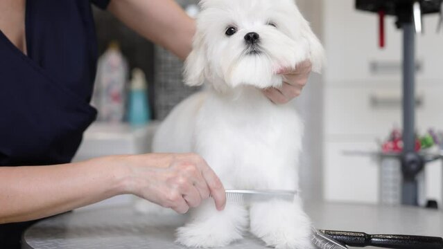 Cute white Maltese dog in a beauty salon for dogs on grooming procedures.