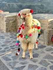Cute alpaca wearing colorful balls, Colca canyon, Peru 
