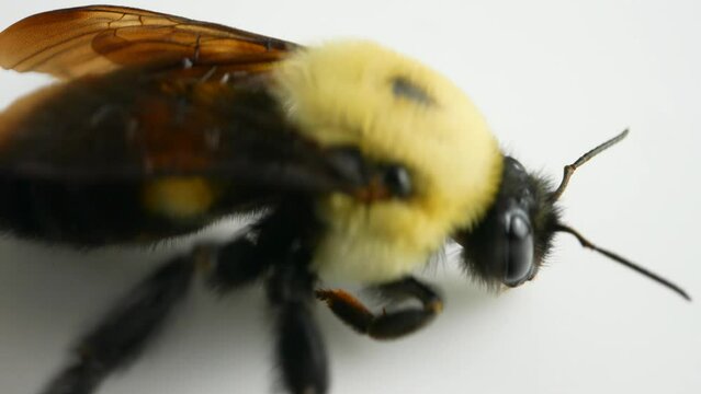 Large garden bumblebee macro isolated on white background. Bombus ruderatus. Bee dying from cold spring frost bit due climate change and flowering host plants patterns. Decline of bee populations.
