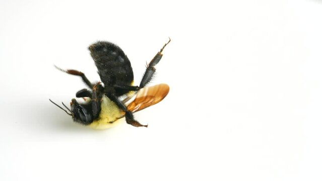 Bumblebee macro close up.  Early April Bumble bee frost bite. Insect bee that collecting pollen in during pollination summer time. Decline of bumblebee populations and extinction.