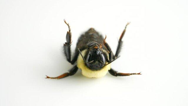 Large garden bumblebee macro isolated on white background. Bombus ruderatus. Bee dying from cold spring frost bit due climate change and flowering host plants patterns. Decline of bee populations.