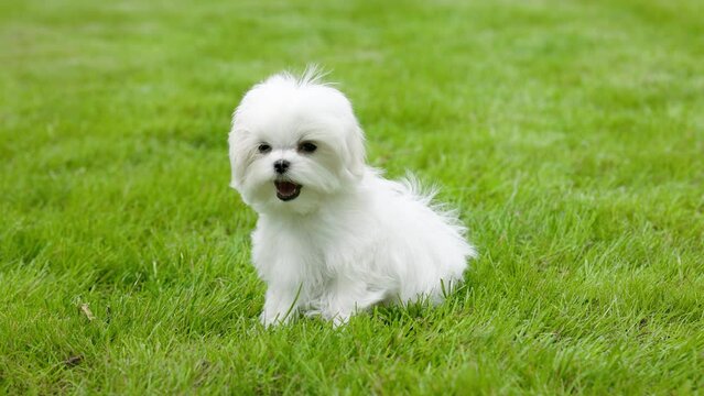 Cute white Maltese dog walks and rests in nature.
