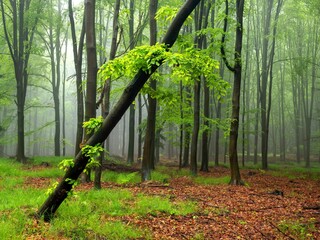 Wiosenny, zielony las o poranku we mgle - obrazy, fototapety, plakaty