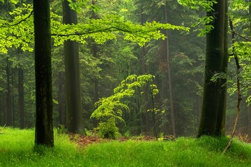 Wiosenny, zielony las o poranku we mgle © Michal45