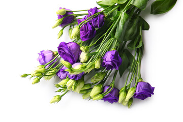 Eustoma flowers on white background