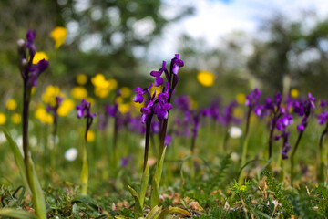 Orquídeas moradas en un prado verde junto a flores amarillas en primavera