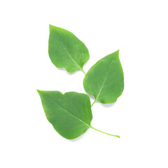 Lilac flower leaves isolated on white background