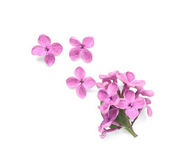 Obraz na płótnie Canvas Beautiful lilac flowers isolated on white background