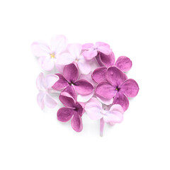 Fototapeta na wymiar Beautiful lilac flowers isolated on white background