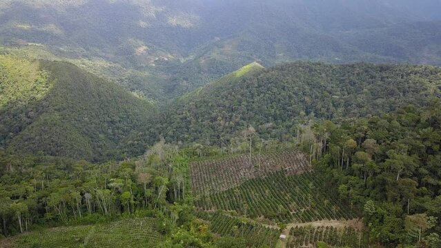 Yungas mountainous jungle in Bolivia
