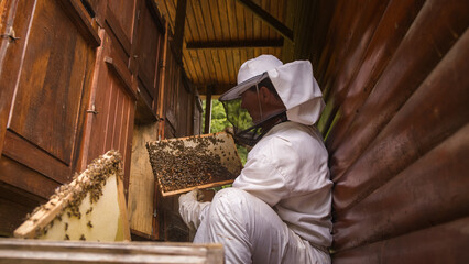 Obraz premium Honeybees on the hive frame with honeycomb in the holder, with the beekeeper working near the beehive box in the background