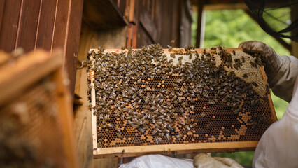 Beekeeper doing a hive inspection, carefully taking hive frames and checking bees and honeycomb. Hobby beekeeping concept.