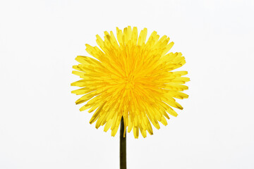 Dandelion flower isolated on white background, close up view