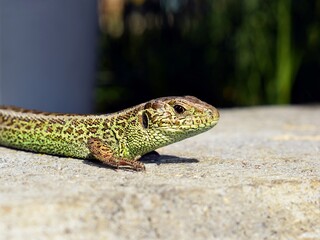 Sand lizard (Lacerta agilis) close up