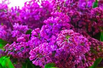 Purple lilac flowers background. Spring background
