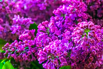Obraz premium Purple lilac flowers background. Spring background