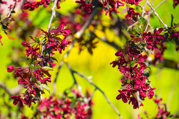 spring tree branches with pink flowers, nature closeup
