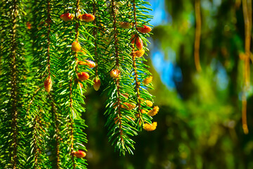 Closeup of a Christmas tree twigs. Evergreen branches of a coniferous tree. Green spruce needles....