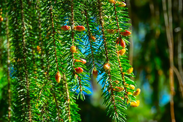 Closeup of a Christmas tree twigs. Evergreen branches of a coniferous tree. Green spruce needles....