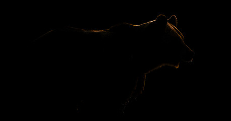 Fototapeta na wymiar Brown bear contour on black background