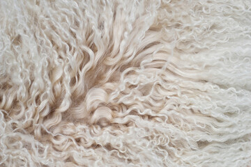 close up of a beige sheep wool fur