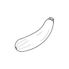 zucchini, sketch vector drawing, isolated on a white background. collection of vegetables