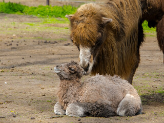 Bactrian camel baby soon after birth in a zoo
