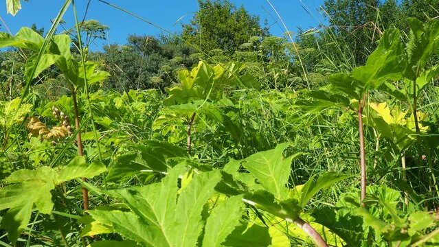 Hogweed, Cow Parsnip, Heracleum sphodylium. One of our favourite wild foods with three edible crops but because of the phototoxicity of Giant Hogweed, Heracleum mantegazzianum, you can be wary of it