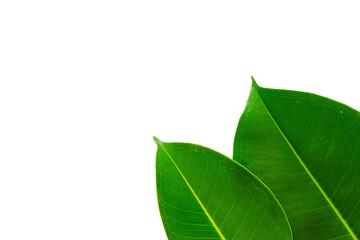 Obraz premium Hoja verde