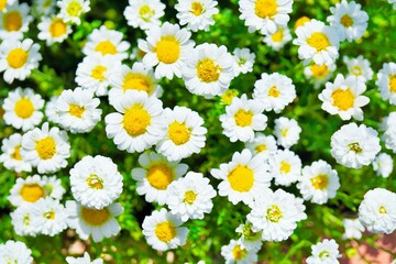 真俯瞰で見たノースポールの白い満開の花