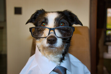 Hund mit Brille und Hemd