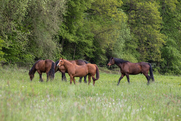Pferdeherde im hohen Gras
