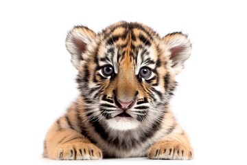 Obraz premium Cute baby tiger posing over white background studio shot. Generative AI