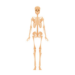 Skeletal System of Adult Human Body. Framework Of Bones Providing Support, Protection, And Movement, Vector Illustration