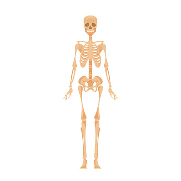 Skeletal System of Adult Human Body. Framework Of Bones Providing Support, Protection, And Movement, Vector Illustration