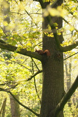 Wiewiórka na drzewie wiosną - obrazy, fototapety, plakaty