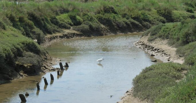 A white bird fishing in a small river at Mesquer.