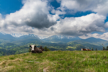 A trip through the spring mountains with a view of snow-capped peaks