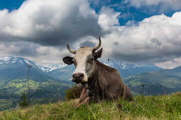 A trip through the spring mountains with a view of snow-capped peaks
