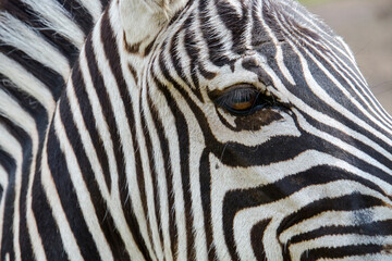 Fototapeta na wymiar Details of a Grant plains zebra female