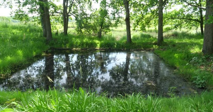 A small pond near Mesquer. Kercabellec, France, Spring 2023.