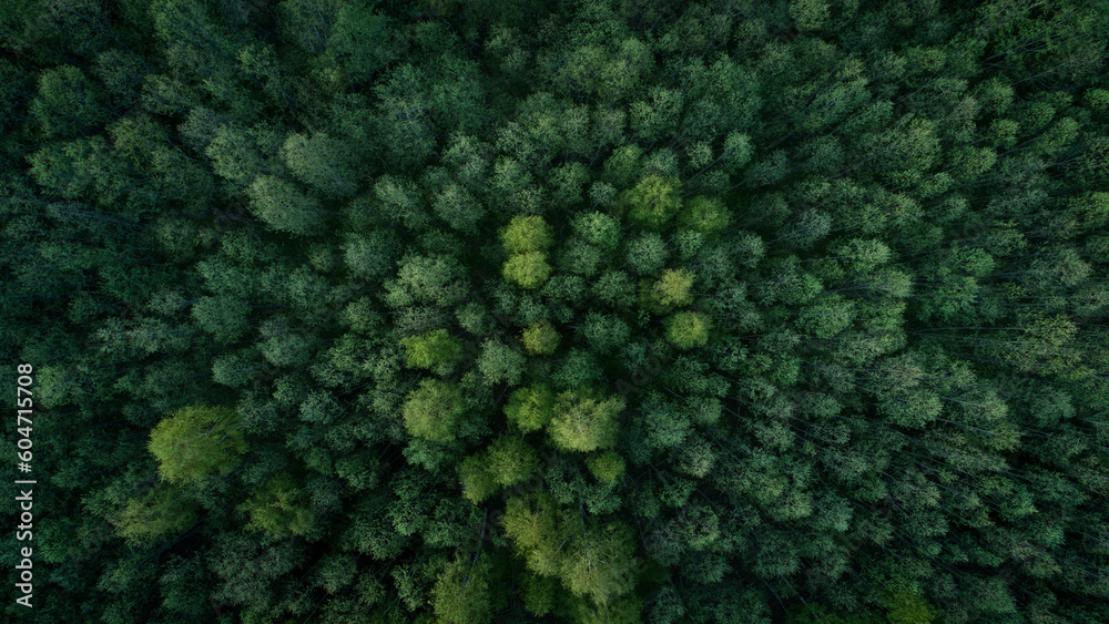 Aufkleber Aerial view of green summer forest with spruce and pine trees forest view from above, aerial top view with copy space design for web banner